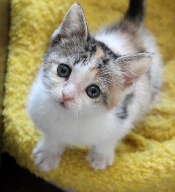 pers_help's tweet image. "Перс-Экзот Команда" ищет дом для пушистых котят. Более подробная информация здесь vk.com/pershelp 9217789488 Таня