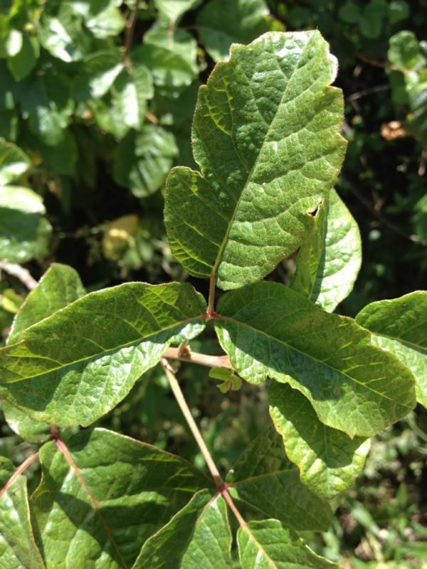 raulroa's tweet image. “@JournalismPics: In case u didn't know, this is poison oak. #hiking #poisonoak. Lol #workingrightnow http://t.co/K5wVIsZa”