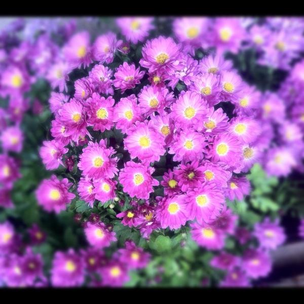 صباحكم ورد...