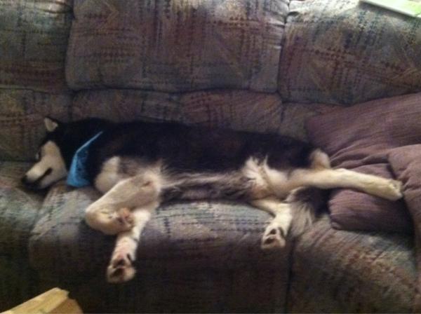CashMoneyTheDog's tweet photo. @PhilGT get me a beer and some jellybeans! http://t.co/31qncOX8