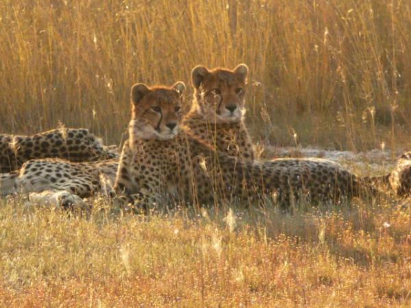 LiuwaPlain's tweet photo. Guests also witnessed Lady Liuwa stealing an oribi from cheetahs and then fighting back to get their meal! Amazing! http://t.co/7a6PZ7dd