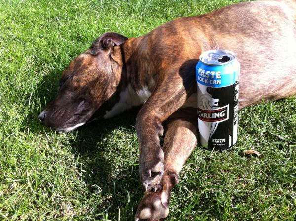 RyanGraney's tweet photo. @KerryHaywood12  
I done the same with Jodie.!!
#alcoholism  I'm on my 3rd beer in the sun.!!  Sweet...   

#DogLove http://t.co/4MbDydd1