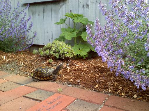 Alden_House's tweet photo. Our Turtle friend traipsing around the Alden Bricks http://t.co/F7NaDv50