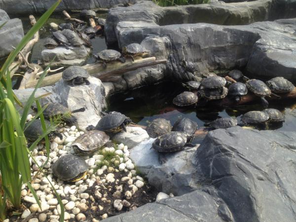 SEA LIFE Bl'berge tweet media