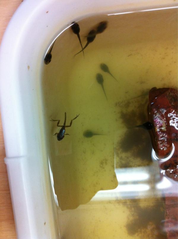 trinityforkids's tweet image. This little frog will be released back to his pond today. It is such a cool metamorphosis to see!