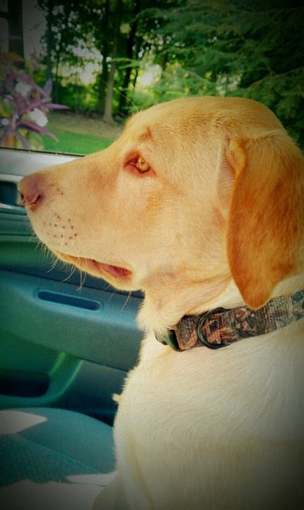 AlexisLeeHolmes's tweet photo. #Loveee #Camoflauge #yellow lab http://t.co/fLAruGMT