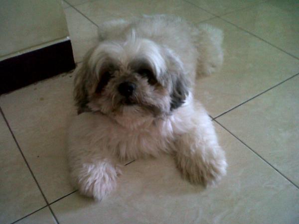 Media Tweets By Dog Lovers Ina Dogfactsina Twitter