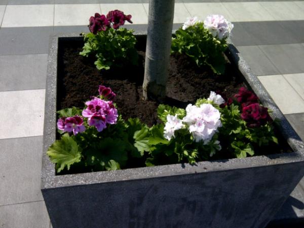 @jamiehermans @leonvanrees we hebben de bloemetjes weer mooi gemaakt <a href="/STROOMRotterdam/">STROOM</a> voor jullie wedding op het dak!