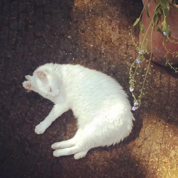 Merle Bergers tweet media