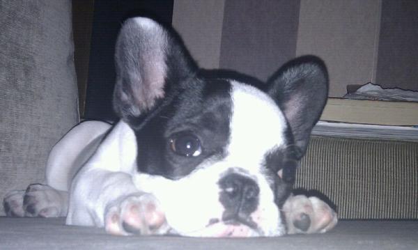 Lolo descansando en su sitio preferido,el sofá!!!!! Para comerselo