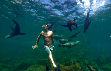 LiveLaPaz's tweet photo. Calor? refrescate nadando con los lobos marinos, experiencia unica en la Paz, Live the experience with the sea lions. http://t.co/AgZB2xob