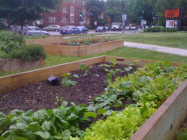 SciFrye's tweet image. Last year's raised beds planted &amp;amp; some of last year's plants all ready to harvest! #lettuce #spinach #arugala #chard
