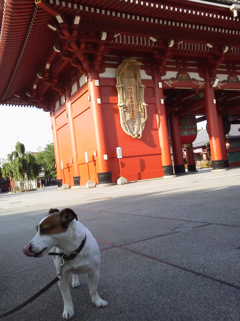 ハチ‥浅草なう http://t.co/4ahyY97A