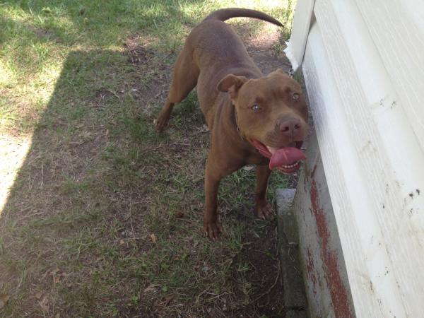 TY5POPPIN's tweet photo. I love my pit http://t.co/LaXIVB32