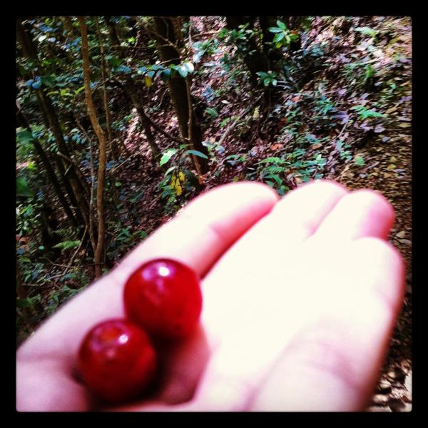 五十嵐さんがどっかから取ってきてくれたサクランボおいしー♡
ビタミンチャージできました！