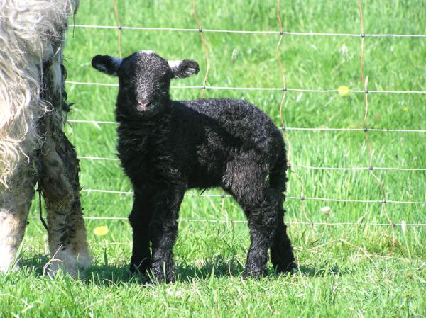 here_us's tweet image. Our latest and this year last arrival