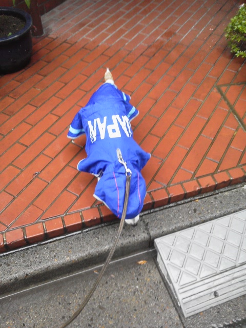 故ダックのお下がりのカッパ‥ハチにはデカすぎた‥笑ったらスネて動かなくなった http://t.co/FCYBW3uN