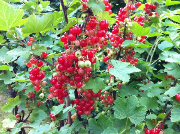 daniel rense tweet media