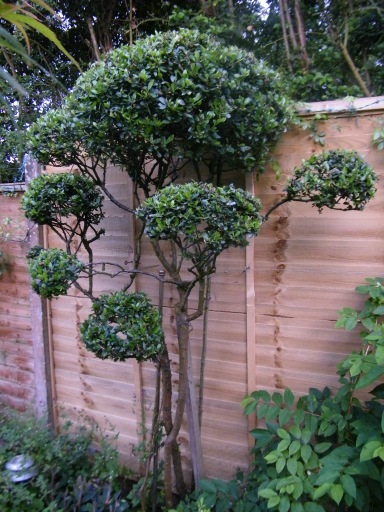 njb808's tweet image. #Radlett is dry for once, so indulged in a little #cloudpruning on this unruly Pyracantha this morning.