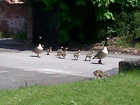 privateX018's tweet photo. Look at the babies aww #duckys http://t.co/8RmT1XVF