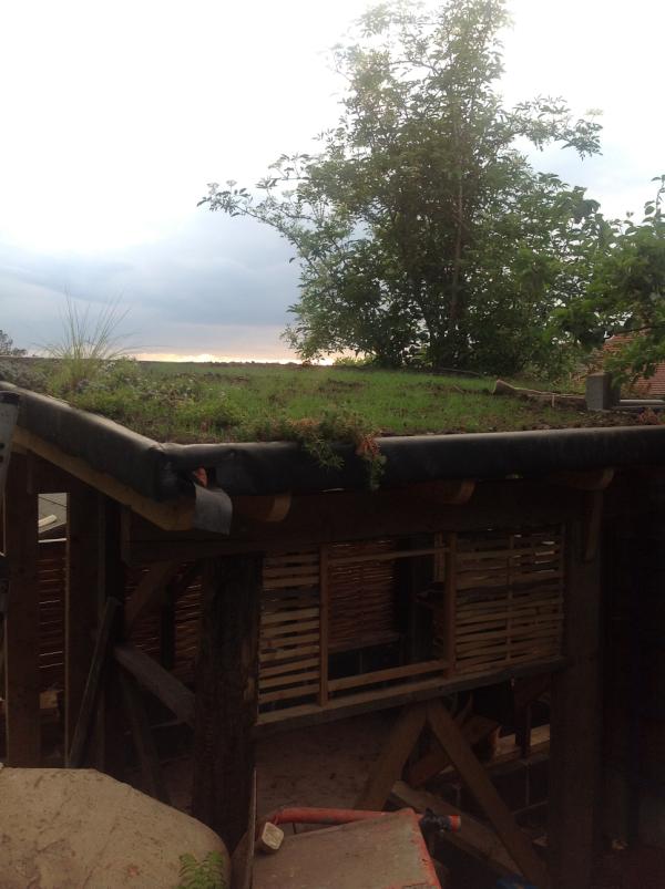 UnderhillCraig's tweet photo. The green roof turns green. This is just 10 days growth. It's beginning to look something like what I imagined. http://t.co/GHfFnSLm