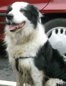 FindBadger's tweet image. I was scared by shotgun noise near Worden Park and I ran and ran and ran and now I am lost.  Has anyone seen me?