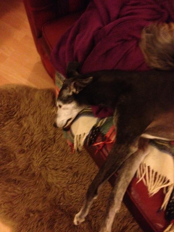 Rosiethewhippet's tweet image. My dad finks he is hereryarse fotoing my seepin