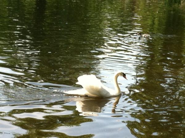 canping's tweet image. 