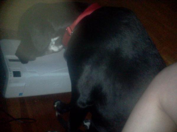 devbum_'s tweet image. Baby! You&apos;re a little big to be under the computer desk! #scaredofthunder