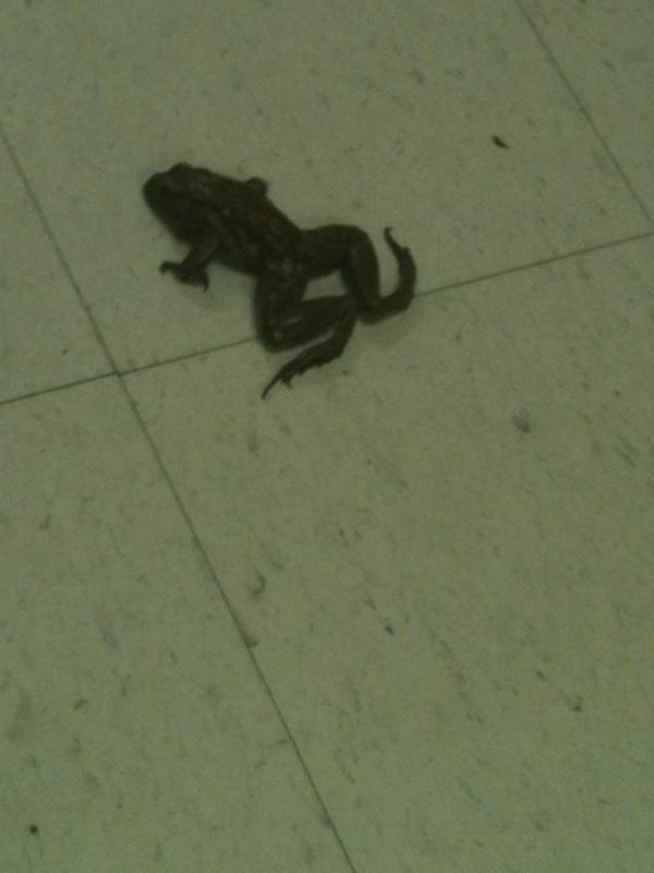 _knweedman's tweet image. when people think its funny to put frogs in the hallways ? #PRPproblems @PRPProblems