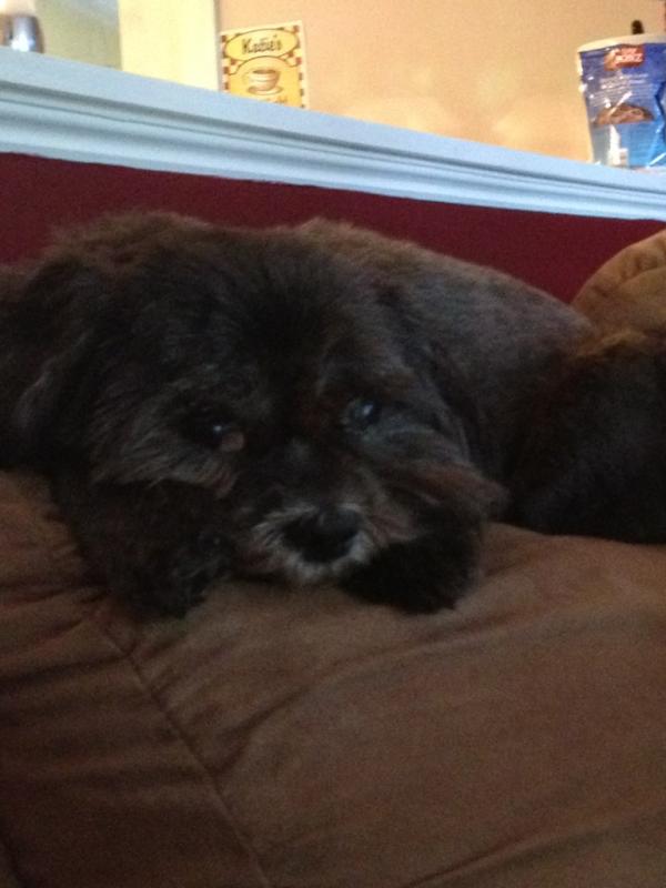 oharanotchara's tweet image. why is my dog the cutest thing ever. #explainittome @scoxyyy