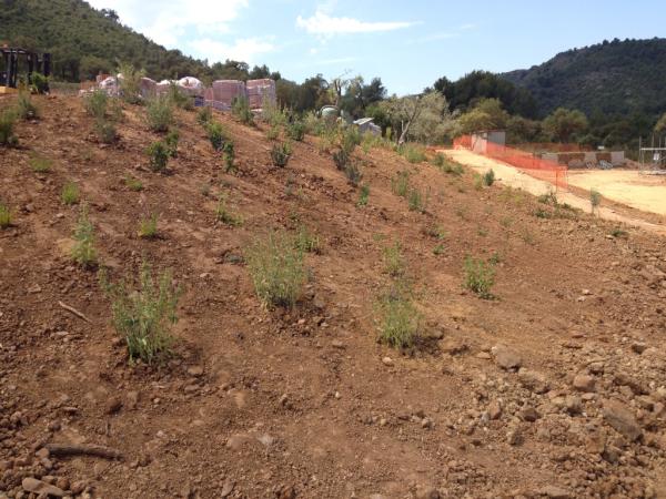 Vuelve el verde!!!
No hemos comenzado con los cimientos y ya estamos plantando el jardín.