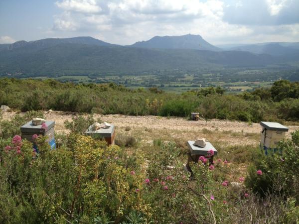 benjaminPOIROT's tweet image. La SOMECA, carrière durable, réalise leur premier étude de Biosurveillance par l&apos;abeille. #apilab #environnement