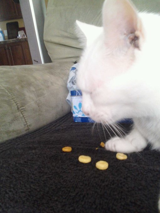 My cats eating carmel Cheerios http://t.co/OHw6IbxP