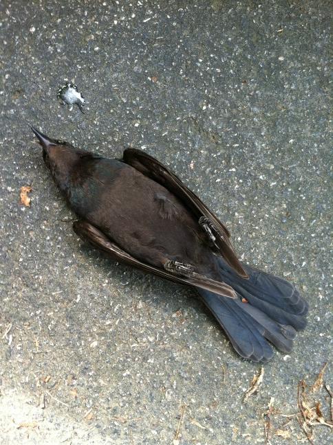 JustKimJK's tweet photo. This bird just dive bombed out of the sky.. Wtf http://t.co/CNaXBwx9