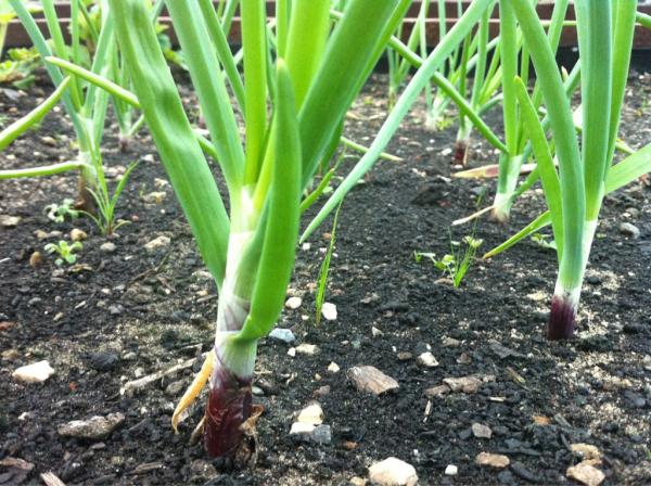 Onions coming along nicely, but when are they ready to harvest?? #allotment #growyourown