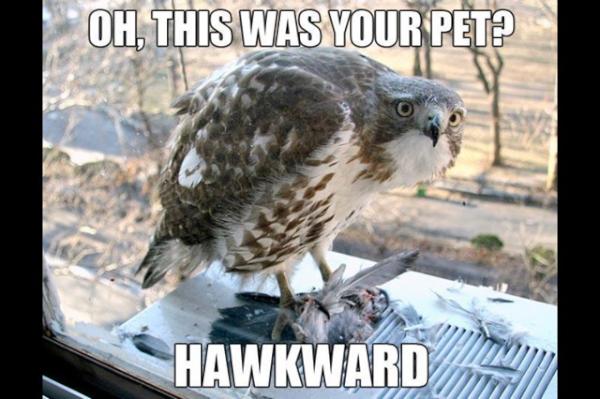 Hawk_discovery's tweet image. I was a tad hungry. My bad