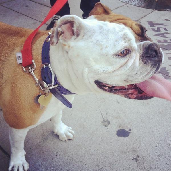 fuckkoch's tweet photo. Da puppy http://t.co/j7APgFf7