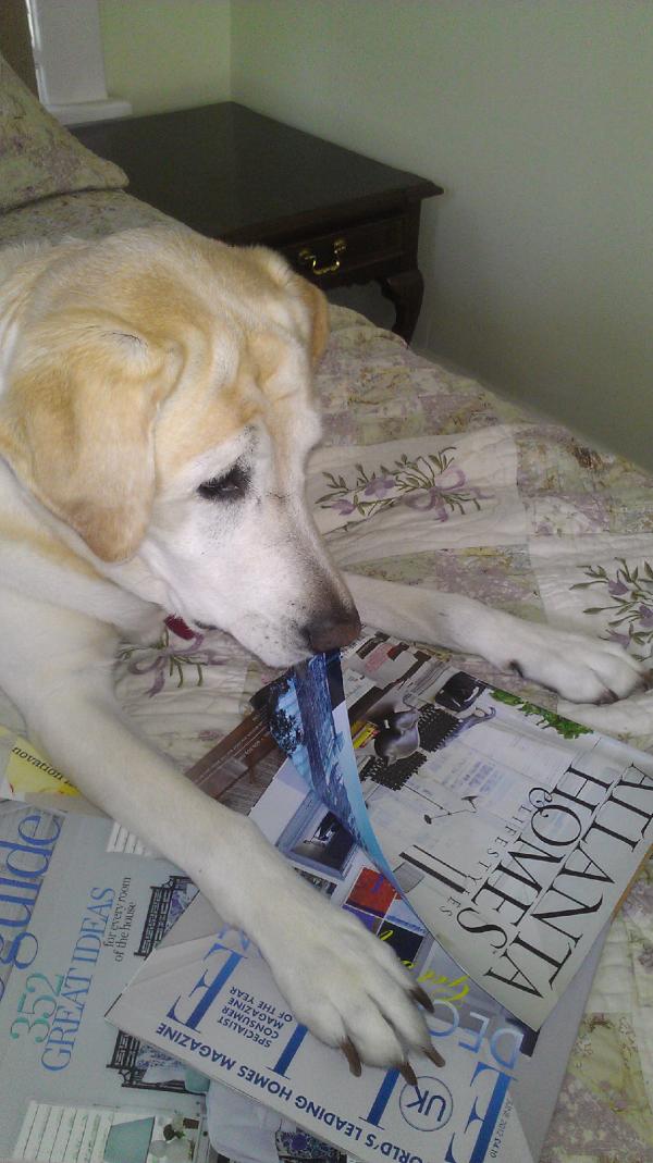 ChristyRDavis's tweet image. @atlantahomesmag u have a avid reader/follower, my design assistant #futuredesigner #designerintraining