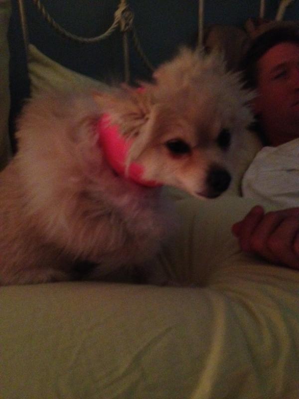 carlybandy's tweet image. It's honestly heartbreaking seeing my puppy like this. And under the wrap is just awful #pullinthrough