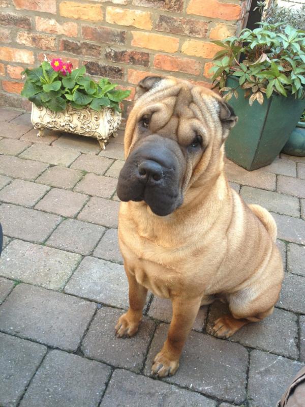 James Moss tweet media