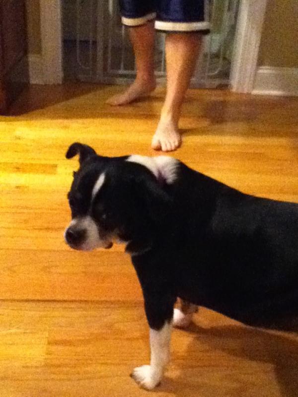 mayaa2005's tweet image. Mayas.  Dog.  Oreo