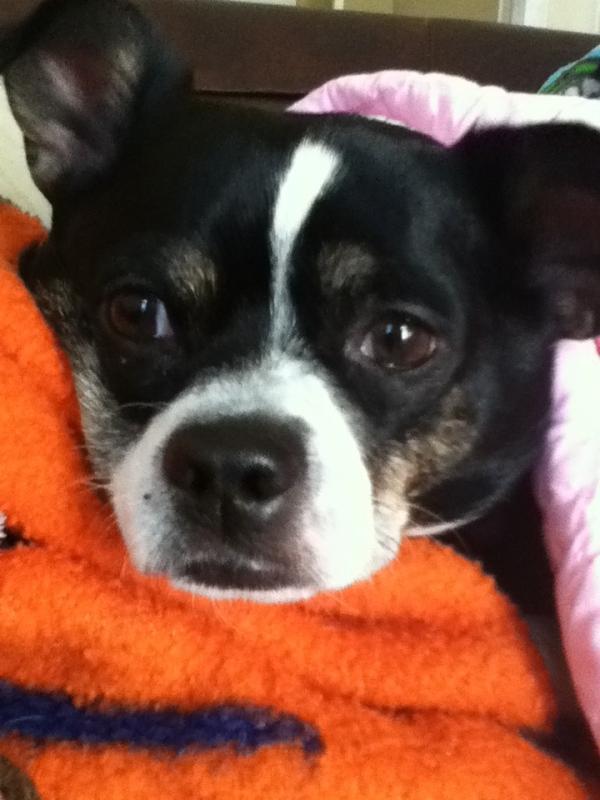 mayaa2005's tweet image. Another picture of "Oreo" my dog!