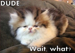 Stoner kitten, I want to squeeze it http://t.co/shViothn<a href="/tag/god"class="tags"><span>#god</span></a><a href="/tag/angrybirds"class="tags"><span>#angrybirds</span></a>