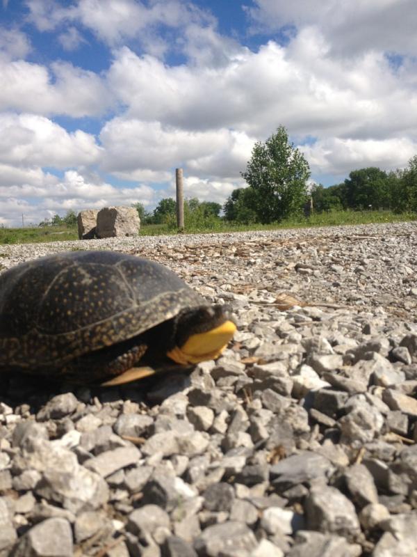 adamdvp's tweet photo. #turtlepatrol @RobinTapley @LongPointEcoAdv saving the #BlandingsTurtle before he crossed the road. #doyourpart http://t.co/RWWByxYJ