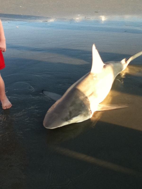 mayaa2005's tweet image. The. Shark.    Is. 5. 
Feet