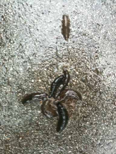 docdanmac's tweet image. Slug feeding frenzy noted on way to work this am