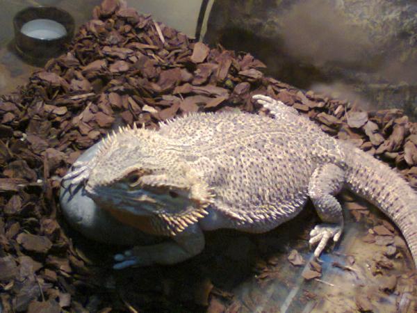 @planetside2Hey.This is mojo,my pet lizard.For just a beta key you can bring enjoyment to this young lizards life :DNOM