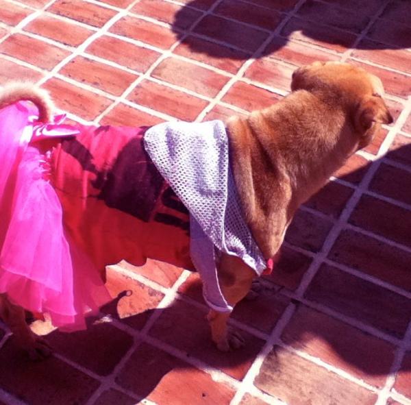 CharlotteCanigg's tweet photo. Exraño a mi casaa a mi perro a mi familia http://t.co/fneTFcBL