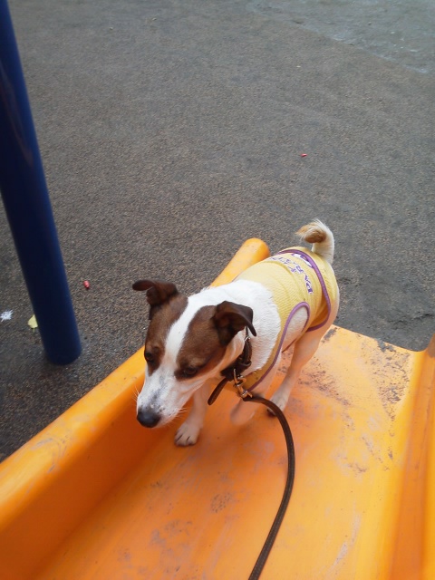 おはよー(^.^)ハチ滑り台がスキ‥だけど http://t.co/BDtt6SPi